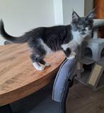 Maine coon, Dieren en Toebehoren, Katten en Kittens | Raskatten | Langhaar, Meerdere dieren, Ontwormd, 0 tot 2 jaar