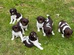 Bruin-witte Friese Stabij pups, Dieren en Toebehoren, Honden | Retrievers, Spaniëls en Waterhonden, Overige rassen, 8 tot 15 weken