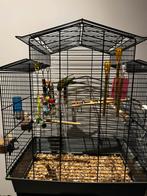 Kanarie plus kooi, Dieren en Toebehoren, Ophalen, Zo goed als nieuw, Metaal, Vogelkooi