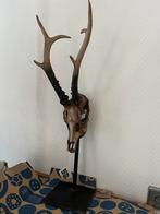 Herten Skelet Hoofden - Decoratie, Tuin en Terras, Tuinbeelden, Ophalen, Gebruikt, Overige materialen, Dierenbeeld
