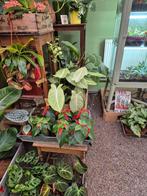 Nepenthes Alata p14 (2), Ophalen of Verzenden, Halfschaduw, Minder dan 100 cm