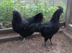 Ayam Cemani koppel, Meerdere dieren, Kip