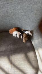 5 baby cavias, Dieren en Toebehoren, Knaagdieren, November, Meerdere dieren, Cavia