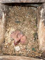 Jonge agapornis te koop, Dieren en Toebehoren, Vogels | Parkieten en Papegaaien, Geslacht onbekend, Dwergpapegaai of Agapornis