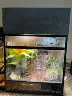 Terrarium afmetingen 50x50x53 cm, Dieren en Toebehoren, Reptielen en Amfibieën | Toebehoren, Ophalen