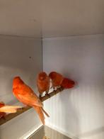 Kanaries rood, Dieren en Toebehoren, Meerdere dieren, Kleurkanarie