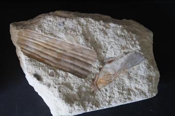 Pinna cretacea Boven-Krijt beschikbaar voor biedingen