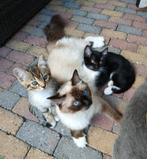 Ragdoll /Europeese korthaar te koop, Dieren en Toebehoren, Meerdere dieren, Kortharig, 0 tot 2 jaar
