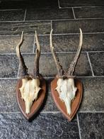 2 Mooie Ree Geweien samen € 19 Mancave Jacht Landelijk c39, Ophalen of Verzenden, Hert, Gewei of Kop