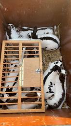 Mooie Lotharinger klein en andere konijnen, Meerdere dieren, Groot