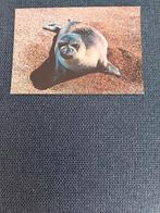 zeehond - kaart, Ophalen of Verzenden, Ongelopen