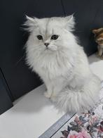 BRITS LANGHAAR DEKKATER, Dieren en Toebehoren, 0 tot 2 jaar