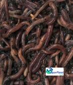 Wormen (Voeding), Dieren en Toebehoren, Vissen | Aquaria en Toebehoren, Ophalen of Verzenden, Nieuw, Overige typen