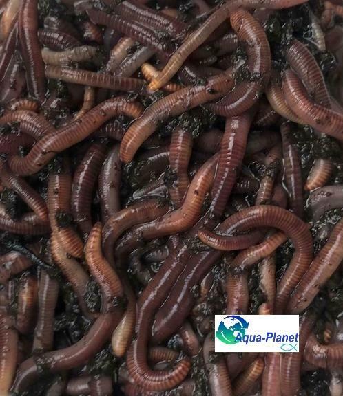 Wormen (Voeding), Dieren en Toebehoren, Vissen | Aquaria en Toebehoren, Nieuw, Overige typen, Ophalen of Verzenden
