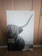 Schotse hooglander, Ophalen