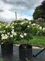 Cornus diverse soorten en formaten, meerstammig, Ophalen, Lente, Halfschaduw, Overige soorten