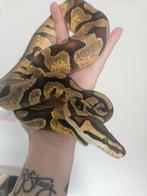 Ballpython- koningspython- python regius, Dieren en Toebehoren, Slang, 0 tot 2 jaar