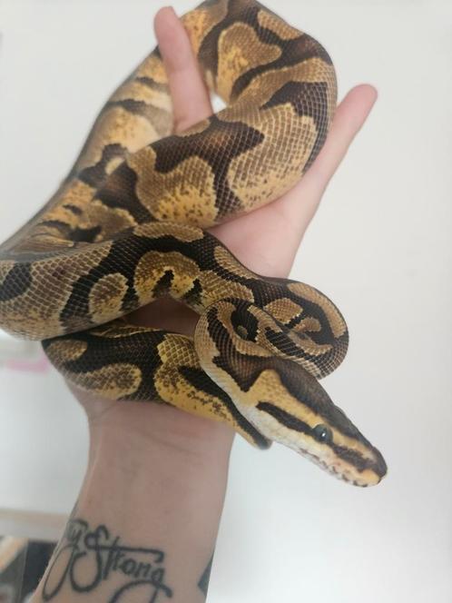 Ballpython- koningspython- python regius, Dieren en Toebehoren, Reptielen en Amfibieën, Slang, 0 tot 2 jaar