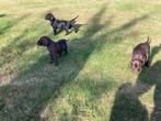 Duitse Staande korthaar pups, Dieren en Toebehoren, Honden | Setters en Staande honden, Duitse Staande hond, Meerdere, Meerdere dieren