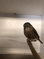 Gloste kanaries, Dieren en Toebehoren, Meerdere dieren, Kleurkanarie