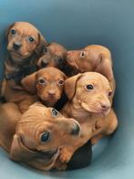 Te koop: mooie teckels-pups!, Dieren en Toebehoren, Rabiës (hondsdolheid), 8 tot 15 weken, Korthaar, Dwerg