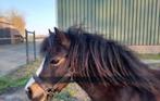 Welsh B  VERKOCHT., Dieren en Toebehoren, Pony's, Merrie, B pony (1.17m tot 1.27m), Gechipt, 7 tot 10 jaar