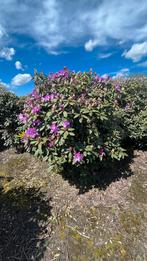 Rhododendrons in veel soorten en maten !, Ophalen of Verzenden, Overige soorten, Minder dan 100 cm