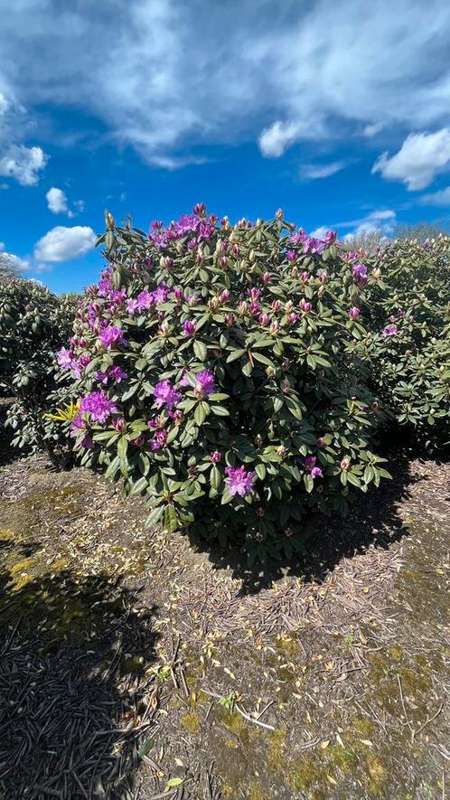 Rhododendrons in veel soorten en maten !, Tuin en Terras, Planten | Struiken en Hagen, Overige soorten, Minder dan 100 cm, Ophalen of Verzenden