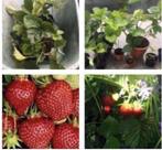 Zoete biologische aardbeien stekjes eigen oogst winterhard, Tuin en Terras, Planten | Tuinplanten, Volle zon, Vaste plant, Ophalen of Verzenden