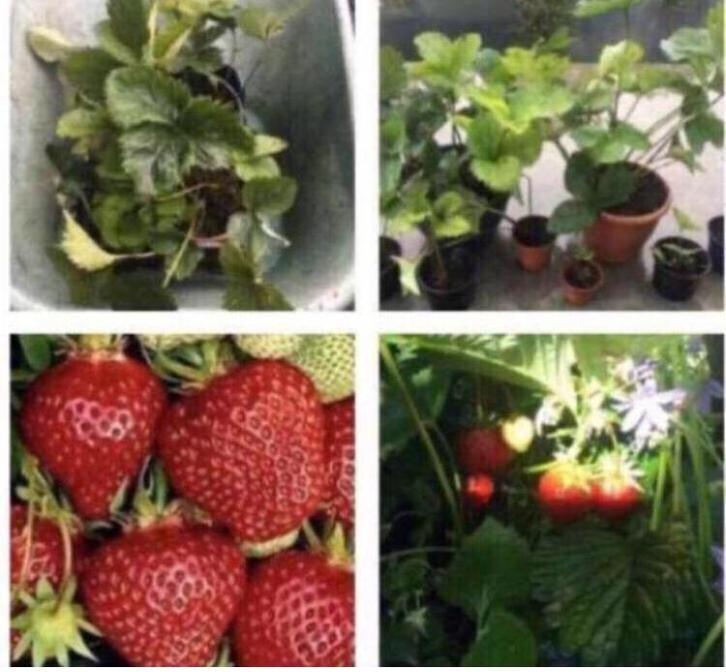 Zoete biologische aardbeien stekjes eigen oogst winterhard, Tuin en Terras, Planten | Tuinplanten, Vaste plant, Fruitplanten, Volle zon