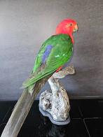 Prachtige opgezette koningsparkiet   (  Man ), Ophalen of Verzenden, Nieuw, Vogel, Opgezet dier