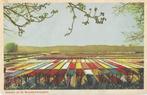 AK Bollenvelden - Groeten uit de Bloembollenvelden, Verzenden, 1960 tot 1980, Ongelopen, Natuur