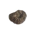 Ammoniet ( Perisphinctes) 14840, Ophalen of Verzenden, Fossiel