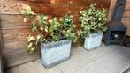 Gratis af te halen: twee planten in pot, Ophalen, Zo goed als nieuw, Rond, Minder dan 30 cm