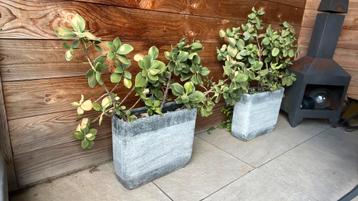 Gratis af te halen: twee planten in pot beschikbaar voor biedingen