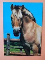 paard kaart poppverlag Fjordenpaard, Ophalen, 1980 tot heden, Ongelopen, Paard