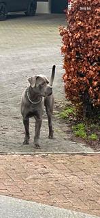 Canecorso Dekreu ter dekking aangeboden, Rabiës (hondsdolheid), Reu, Eén hond, 3 tot 5 jaar