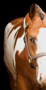 Paint Horse Dekhengst overo Game Set Sensation, Hengst