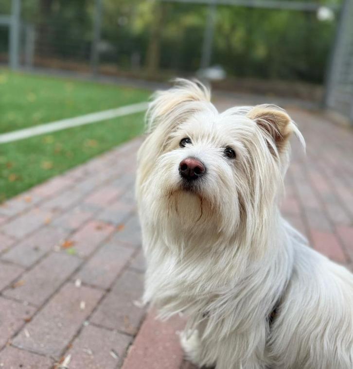 Jonge reu Barfi (bijna 2 jr) te koop–sociaal en aanhankelijk, Dieren en Toebehoren, Honden | Niet-rashonden, Klein, Reu, Particulier