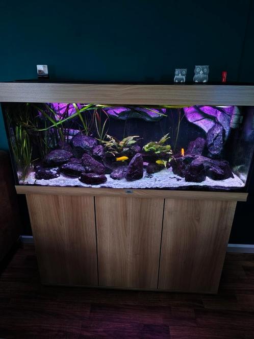 Aquarium Juwel Rio 240, Dieren en Toebehoren, Vissen | Aquaria en Toebehoren, Zo goed als nieuw, Gevuld zoetwateraquarium, Ophalen
