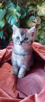Nog 5 prachtige lieve britse korthaar kittens te koop, Ontwormd, Meerdere dieren, 0 tot 2 jaar