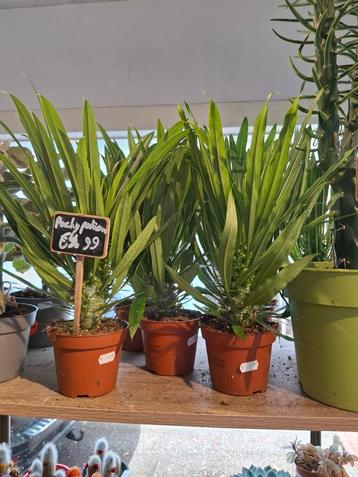 Pachypodium Lamerei (Madagascar palm) beschikbaar voor biedingen