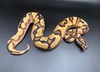 1.0 Orange Dream Yellowbelly het Pied ball python regius, Dieren en Toebehoren, Reptielen en Amfibieën, Slang, Tam, 0 tot 2 jaar