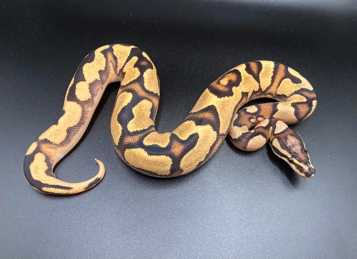 1.0 Orange Dream Yellowbelly het Pied ball python regius