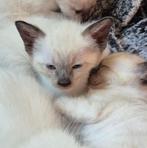 Siamees x Ragdoll kittens, Dieren en Toebehoren, Katten en Kittens | Raskatten | Langhaar, Meerdere dieren, Gechipt