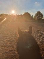Stalling Krabbendijke, Dieren en Toebehoren, Stalling, 1 paard of pony