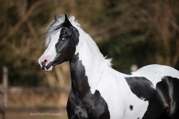 Goed gekeurd homozygoot tobiano barock pinto dekhengst