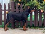 Dobermann-meisje, Rabiës (hondsdolheid), 15 weken tot 1 jaar, Overige rassen, Buitenland