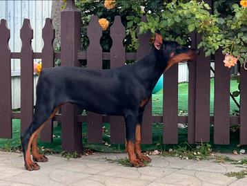 Dobermann-meisje beschikbaar voor biedingen