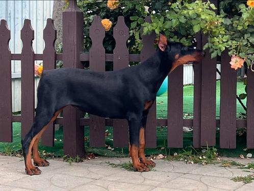 Dobermann-meisje, Dieren en Toebehoren, Honden | Bulldogs, Pinschers en Molossers, Teef, Overige rassen, Fokker | Professioneel
